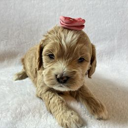 Annabeth - Golden female Cockapoo puppy in Adrian, Oregon from ApplebyFarm