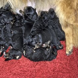 German Shepherd Puppies from Extreme German Shepherds