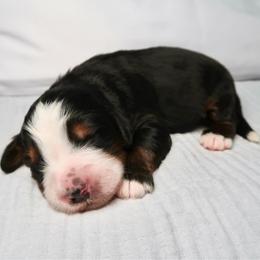 Anchor - Tri-color male Bernedoodle puppy in Bowling Green, Ohio from Windy Creek Doodles