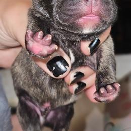 Male 1 - Black and white male French Bulldog puppy in Monterey, Louisiana from McaysKennels