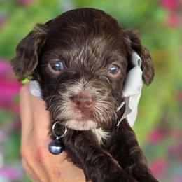 Bruce Grey Collar - Brown and white male Bernedoodle puppy in Vernon, Texas from Sugarland's Texas Goldendoodles