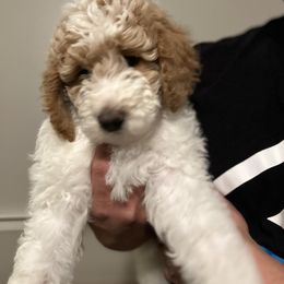Poodle Puppies from Poodles of New England