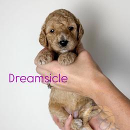Dreamsicle (lavender collar) - Apricot female Goldendoodle puppy in Murrieta, California from Apricot Poodles & Goldendoodles, LLC