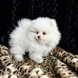 Lance - White male Pomeranian puppy in Greenville, Georgia from Breezy Hill Poms