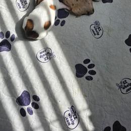 Dachshund puppies from Pixie Dust Dachshunds