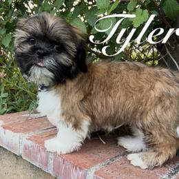 Tyler - Gold and white male Shih Tzu puppy in Hemet, California from Aloha Shih Tzu