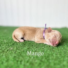 Mango - Apricot female Maltipoo puppy in Springtown, Texas from North Texas Puppies