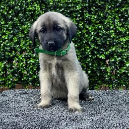 H.D Green Boy - Fawn male Anatolian Shepherd Dog puppy in Frenchtown, Montana from Apex Anatolians
