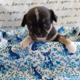 Pedro - Black and white male Chihuahua puppy in Brook Park, Minnesota from Northstar Chihuahuas