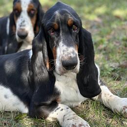 Wally - Basset Hound