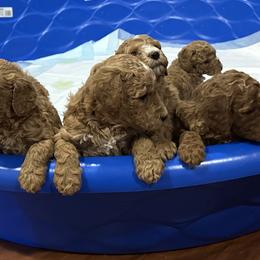 Goldendoodles from Thompson Doodle Farm