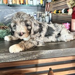 Bernedoodle, Cavapoo, Goldendoodle, and Poodle Puppies from Wasatch Pup