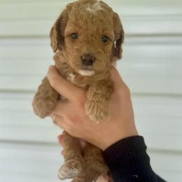 Annie - Apricot female Goldendoodle puppy in Kenansville, North Carolina from J+A Family Doodles
