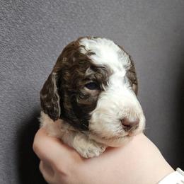 Orange - Reeses - Parti male Poodle puppy in Spanish Fork, Utah from Mountain Vista Pups LLC