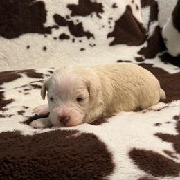 Loretta - Wheaten female Miniature Schnauzer puppy in Brundidge, Alabama from Deez Pups Magnificent Schnauzers