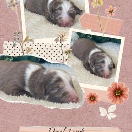 Diesel - Red merle male Australian Shepherd puppy in Marshall, Virginia from Greywood Farm Aussies