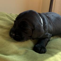 Girl 2 - female Australian Labradoodle puppy in New Boston, New Hampshire from Storybook Labradoodles