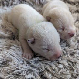 Pomsky Puppies from Valparaiso Pomskys