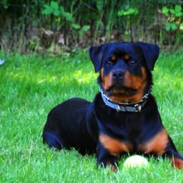 Rottweilers from Rabenbucht Rottweilers