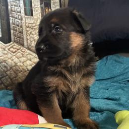 Veronica - Black and red female German Shepherd puppy in Rancho Cucamonga, California from Abbeys Golden Retriever  and German Shepherd Puppies