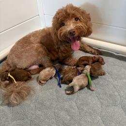 ROSIE - Goldendoodle
