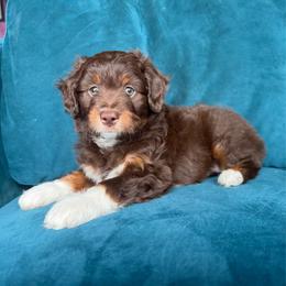 Rumi (pink) - Red tri-color female Aussiedoodle puppy in Watertown, Wisconsin from Little Bear Paws Aussiedoodles