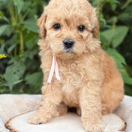 Sam - Red  female Goldendoodle puppy in Zeeland, Michigan from Dandelion Lane Doodles