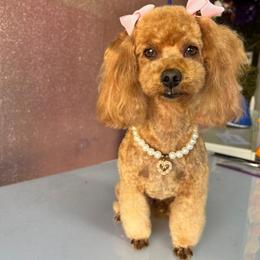 Kitty - Maltipoo