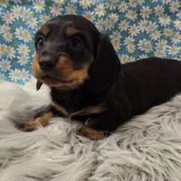 Coca Bean - Black and tan female Dachshund puppy in Grant, Michigan from Low Down Dashchuand