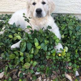 Golden Retriever Puppies from Norterra Goldens