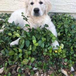 Golden Retriever Puppies from Norterra Goldens