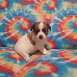 Papillon Puppies from Michelle's Papillions