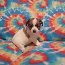 Papillon Puppies from Michelle's Papillions