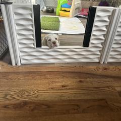 Clumber Spaniel Puppies from Wanderlust Clumber Spaniels