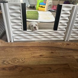 Clumber Spaniel Puppies from Wanderlust Clumber Spaniels