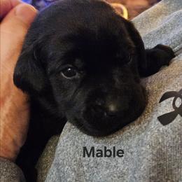 Mable - Black female Labrador Retriever puppy in Davenport, Washington from LynnDee's Kennel