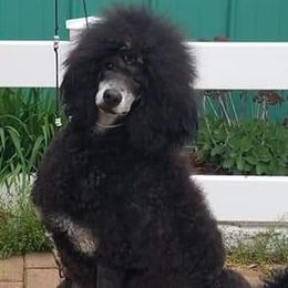 Tari - Poodle