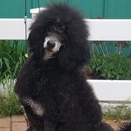 Tari - Poodle