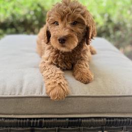 Georgia - Red  female Goldendoodle puppy in Goldsboro, North Carolina from The Grantham House
