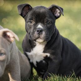Makopo - Black male American Bully puppy in Puyallup, Washington from Gamer Bullyz
