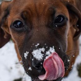 Redbone Coonhounds from Redleaf Coonhounds
