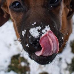 Redbone Coonhounds from Redleaf Coonhounds