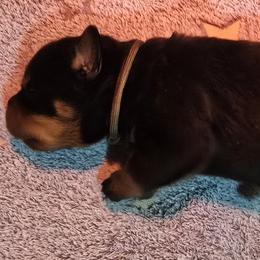 Mr. Brown Collar - Black and mahogany male Rottweiler puppy in Clarksburg, West Virginia from Vom Peiffley Rottweilers, LLC