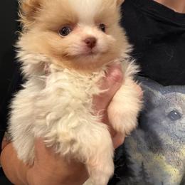 Lychee - Cream parti female Pomeranian puppy in Franklin, North Carolina from A&J Cutie Pawtooties