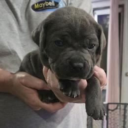 Blue 2 - Gray male Cane Corso puppy in Jacksonville, Florida from Fleming Cane Corso's