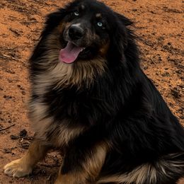 Moose - Australian Shepherd