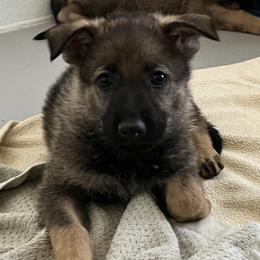 German Shepherd Puppies from Vom Haus Denfors K9