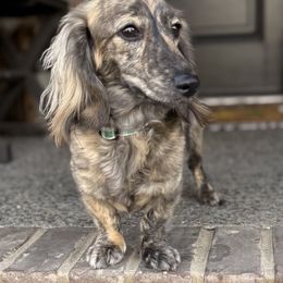 Rey - Dachshund