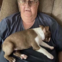 Boston Terrier Puppies from Angie's Little Bostons