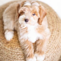 Reign - male Goldendoodle puppy in Bradenton, Florida from Doodle Acres